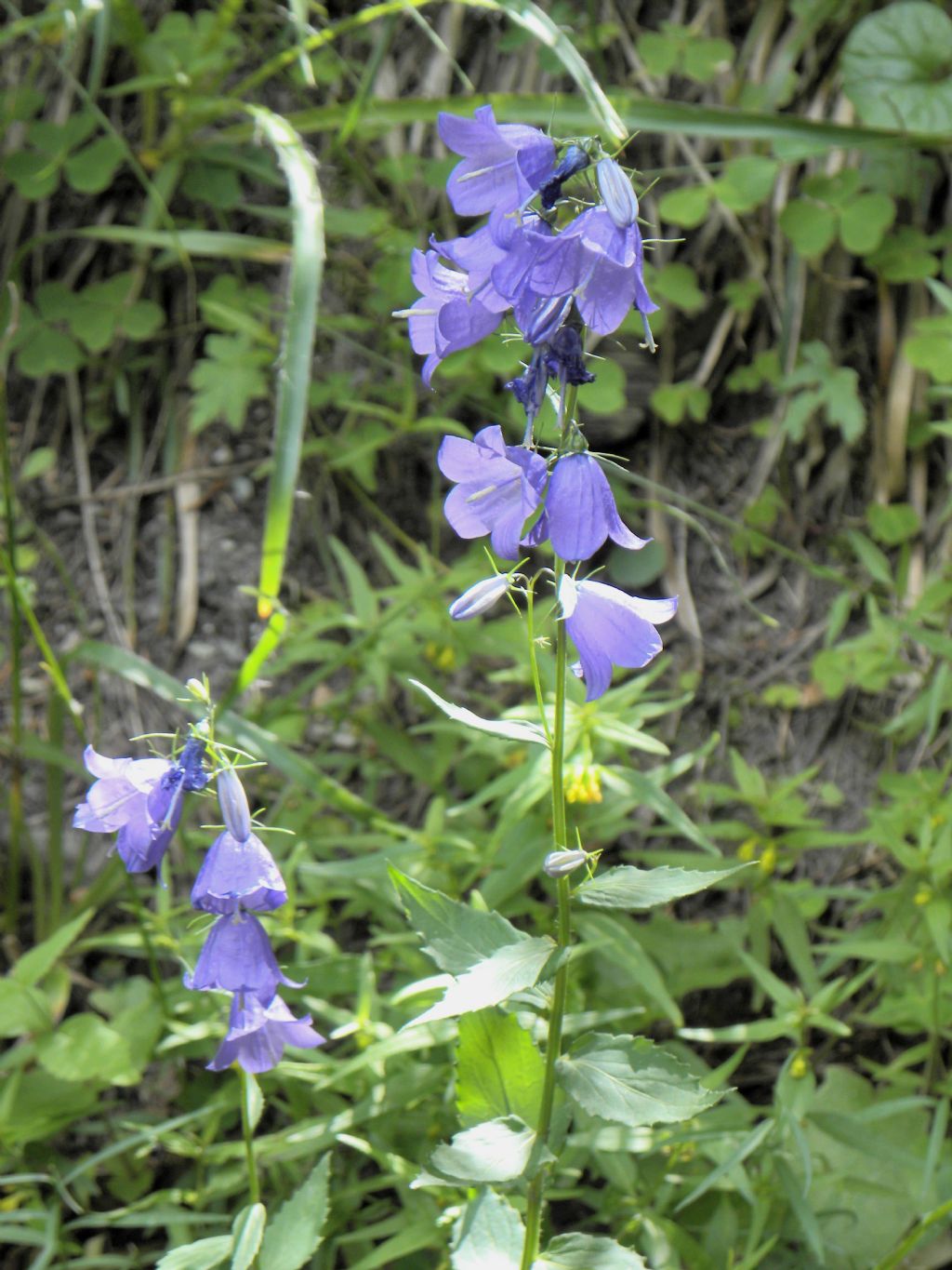 Campanula rhomboidalis